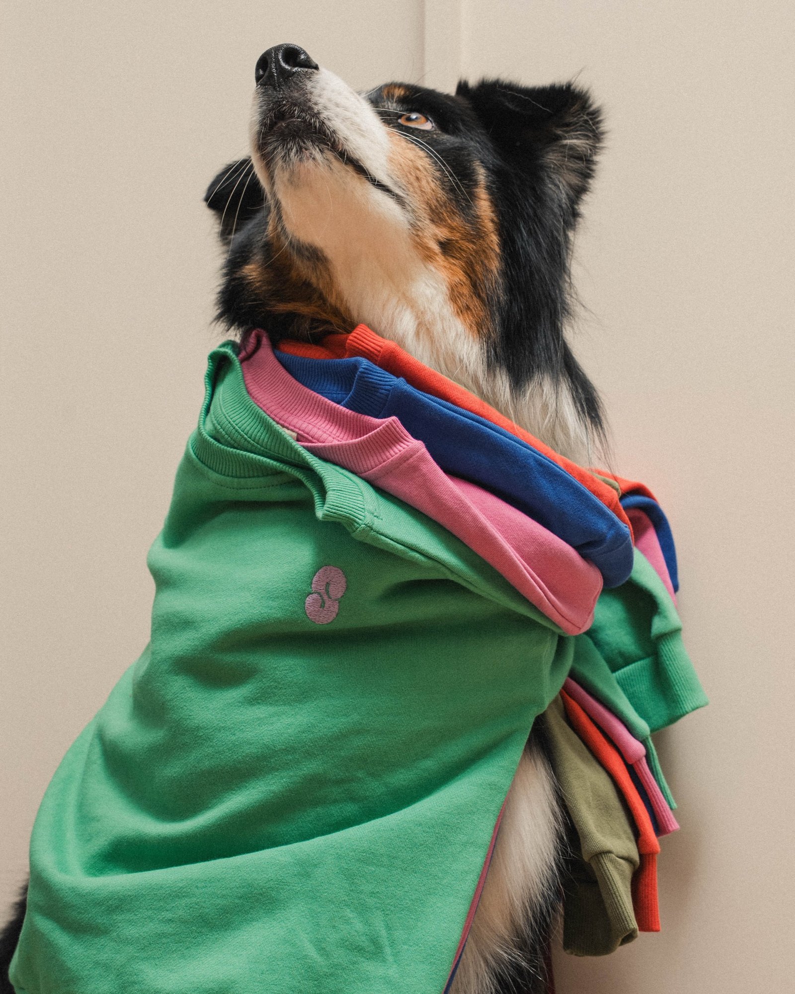 Smala — le chien portant une écharpe colorée